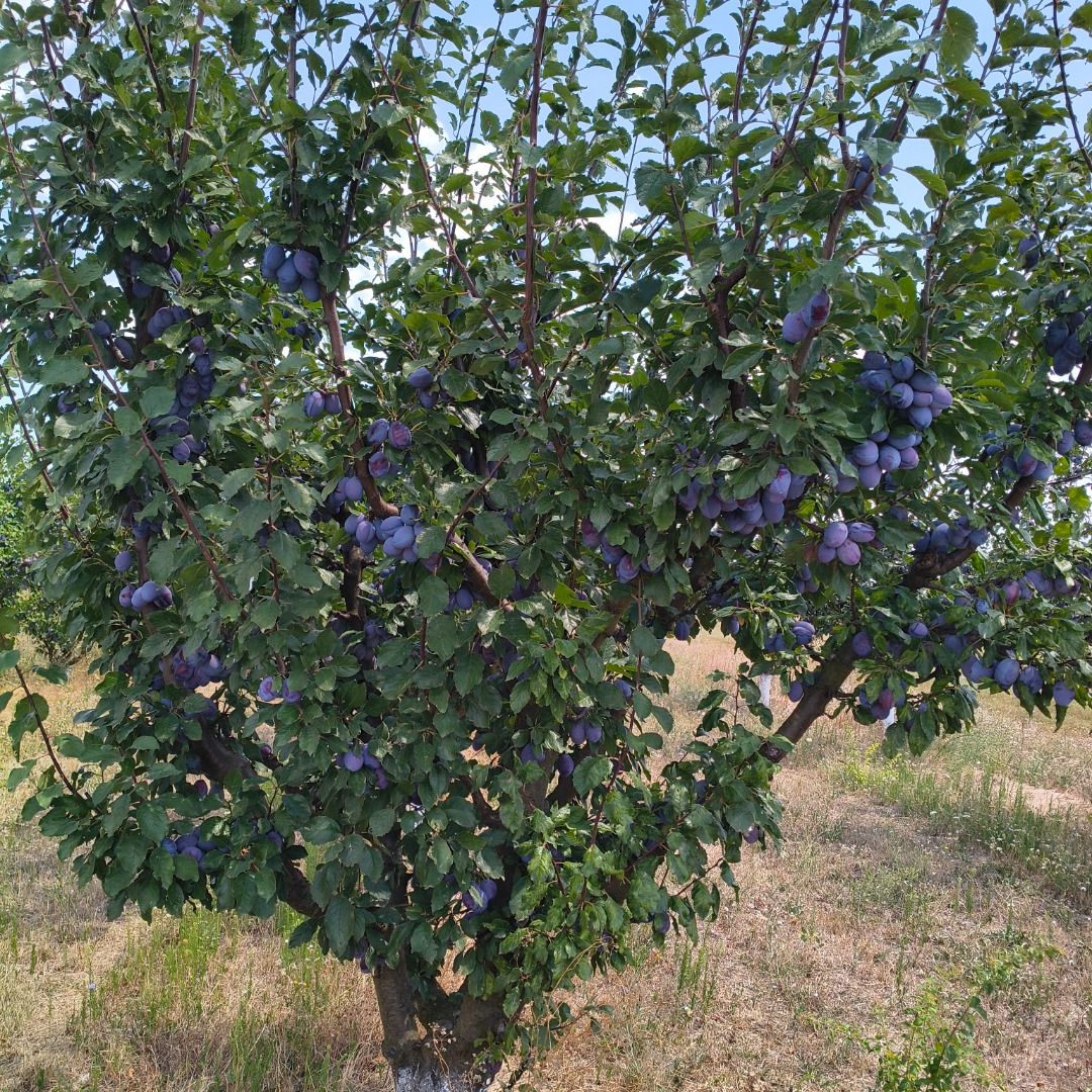I sell prunes of the "Stanley" variety with a certificate of organic production