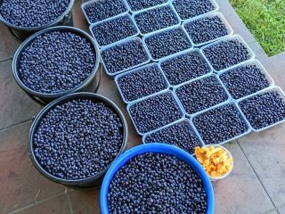 I will sell daily harvested pure berries up to