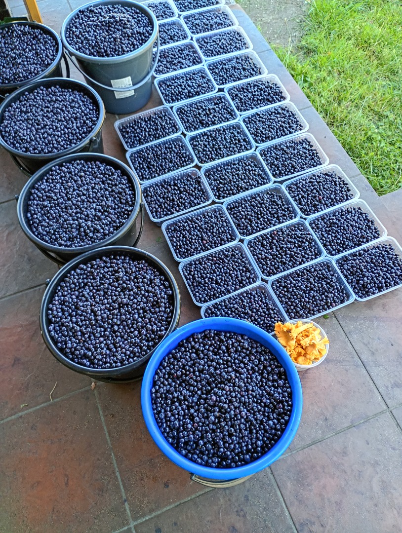 I will sell daily harvested pure berries up to 100 kg per day