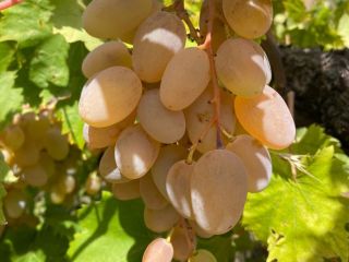 Certified high-quality grapes for the production of Etna DOC