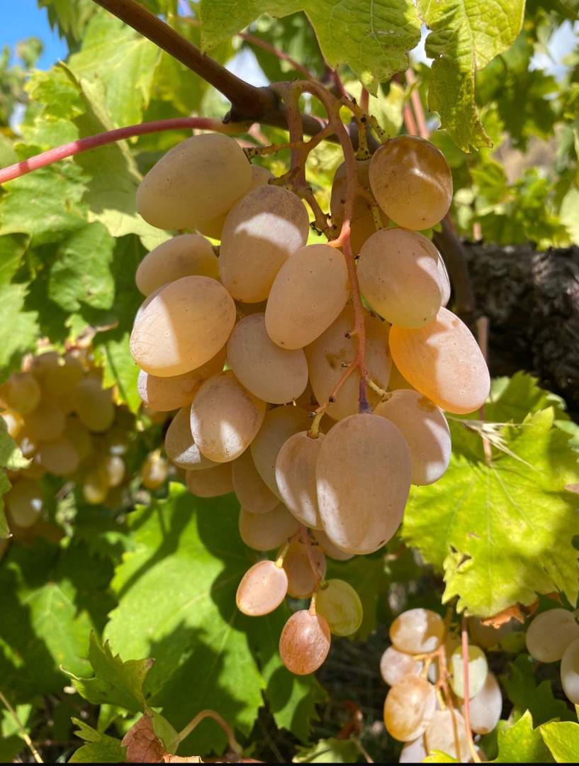 Certified high-quality grapes for the production of Etna DOC wine (white, red, and rosé)