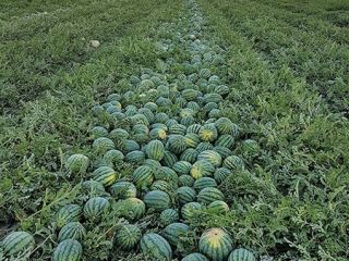 Watermelons, honeydew melons, and cantaloupe melons for sale. Smaller