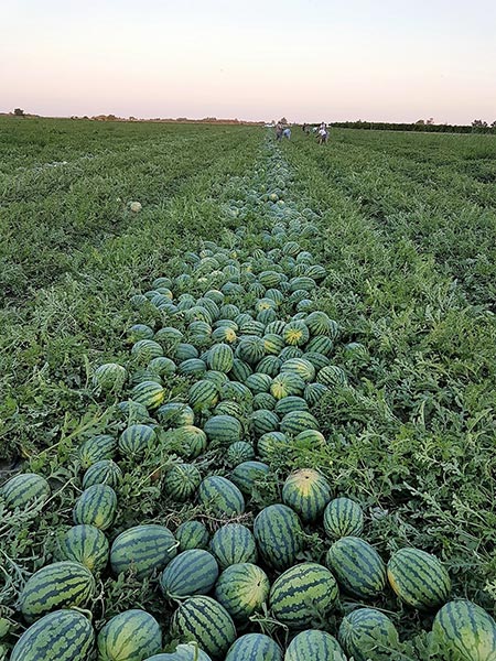 Watermelons, honeydew melons, and cantaloupe melons for sale