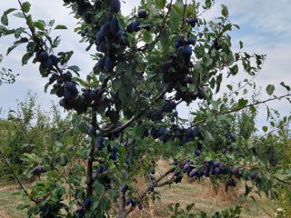 Targovishte Bulgaria +[phone number] Viber, WhatsApp