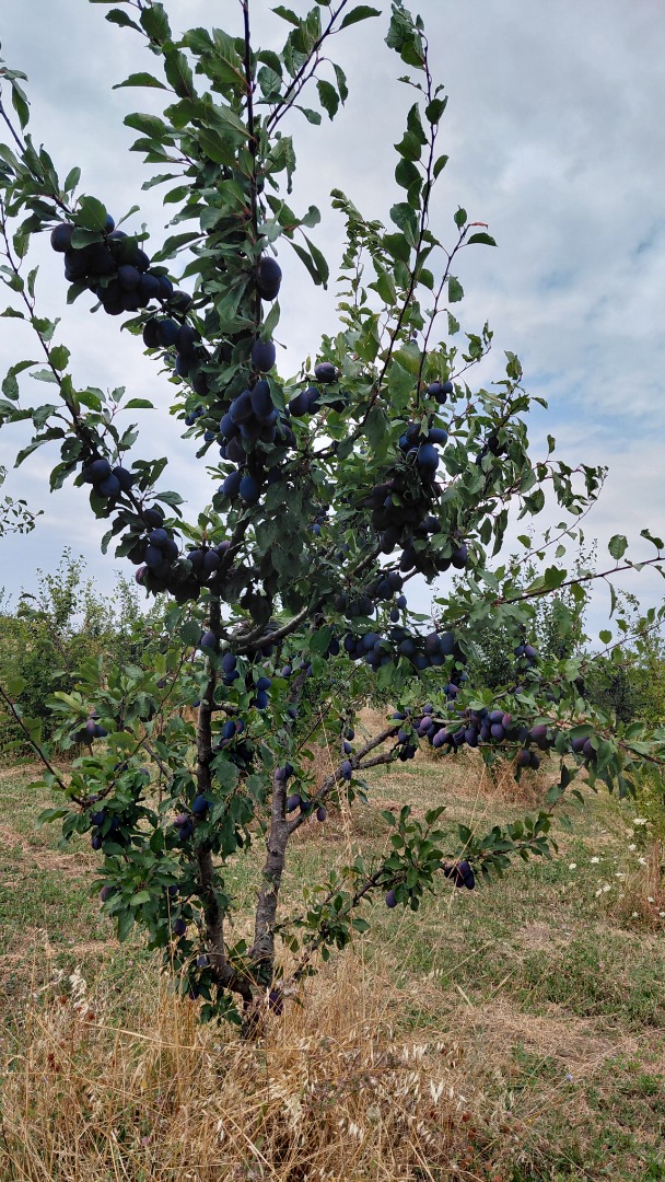 Targovishte Bulgaria +[phone number] Viber, WhatsApp