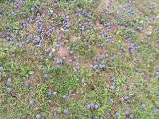 Plums for sale for brandy