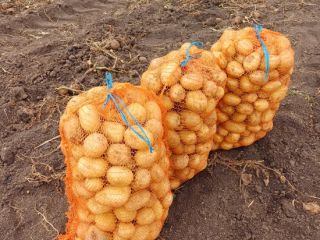 I sell consumption potatoes, Carrera and Bellarosa, healthy, sorted