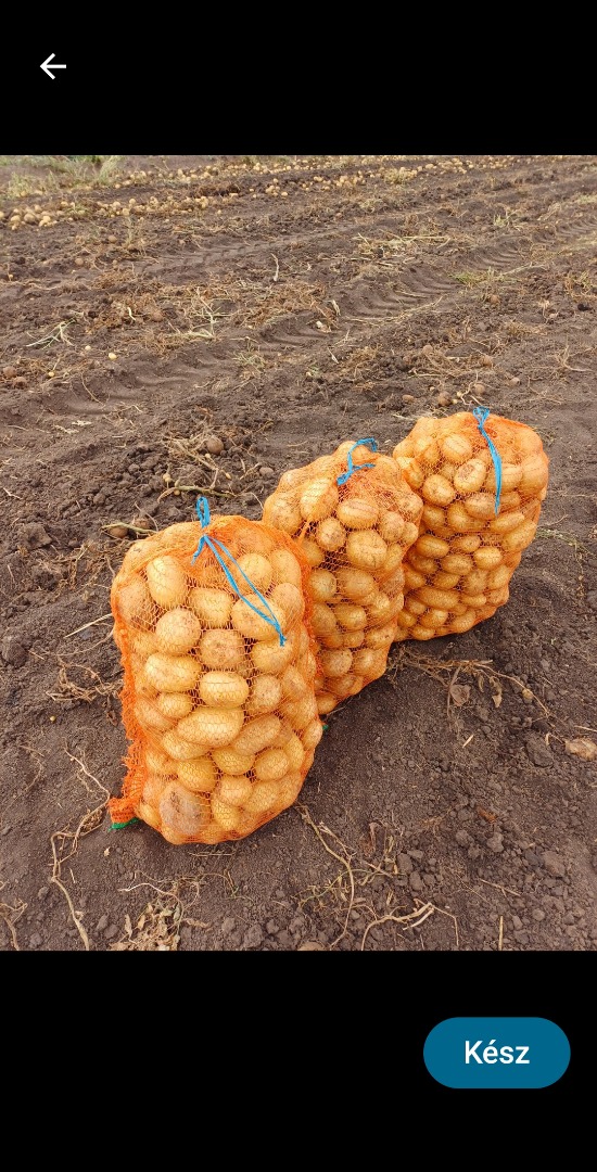 I sell consumption potatoes, Carrera and Bellarosa, healthy, sorted and packed in 25kg bags or in Big-Bags