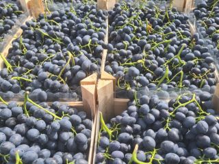 Fresh Grapes from Moldova We have 900–1,000 tons of