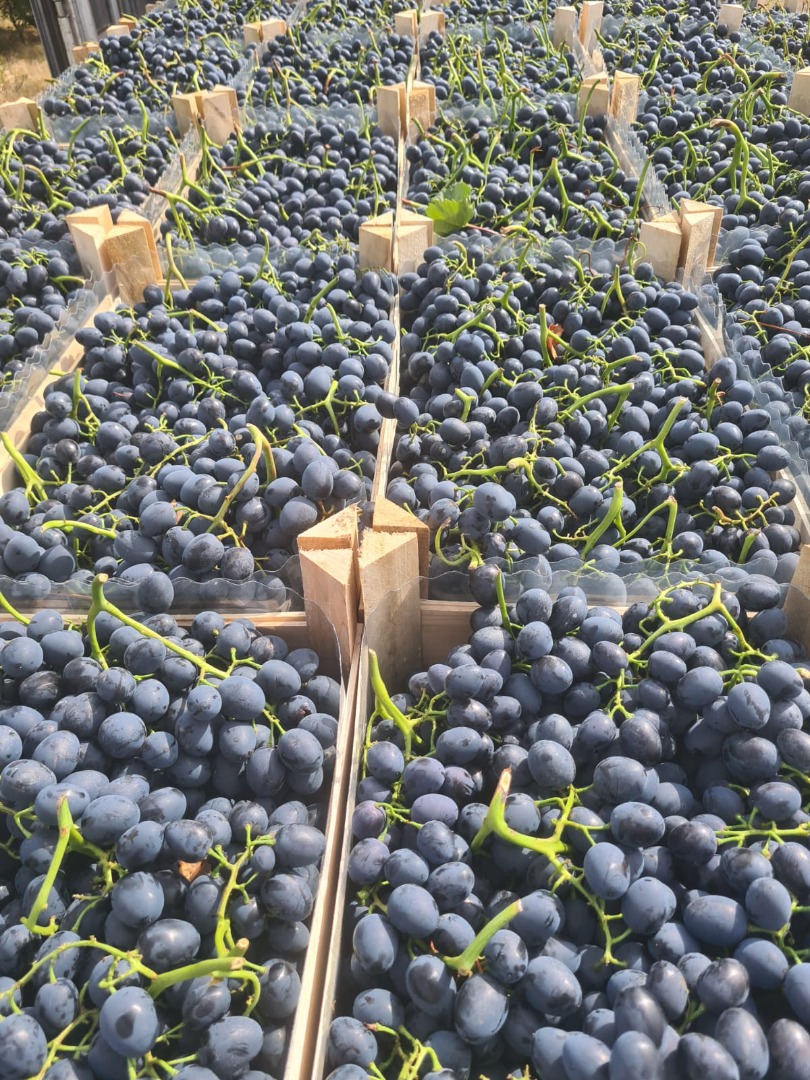 Fresh Grapes from Moldova We have 900–1,000 tons of fresh grapes from the Republic of Moldova available for export, suitable for wholesale distribution and