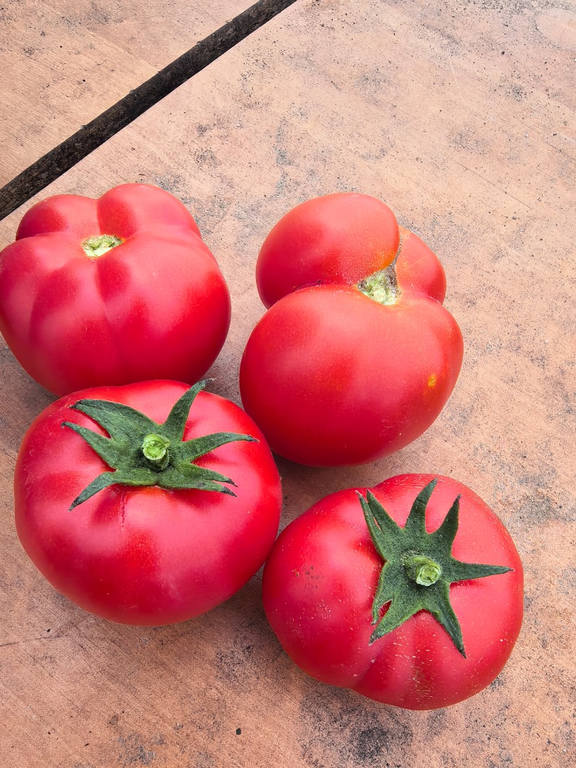 Hello, I have a large quantity of round and lime tomatoes for sale