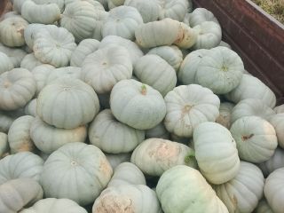 I am selling Sampson f1 pie pumpkin.