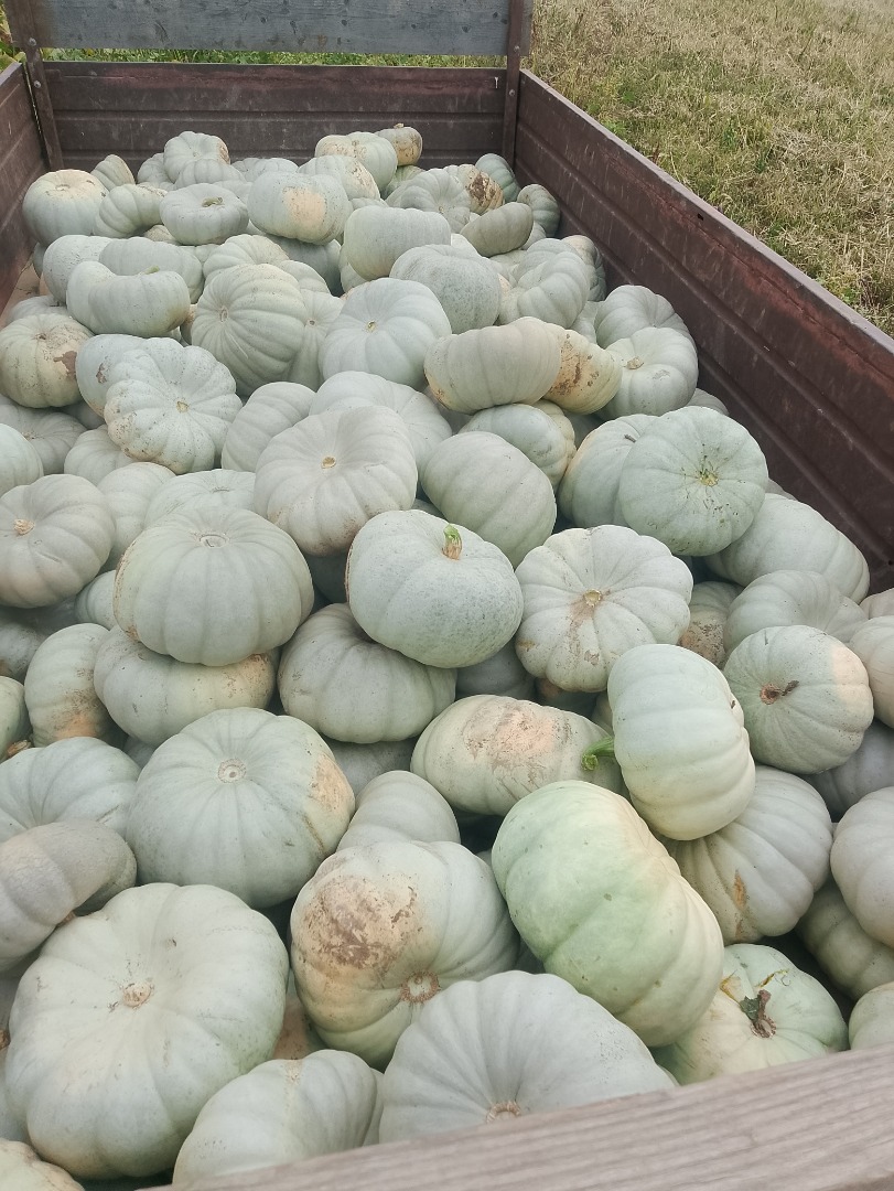 I am selling Sampson f1 pie pumpkin