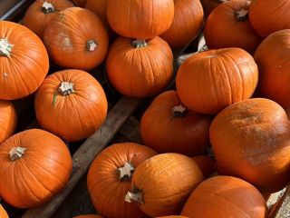Halloween Pumpkins 2026 We supply pumpkins grown in our