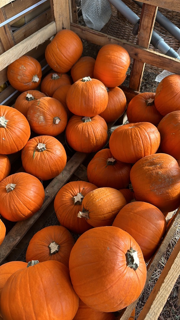 Halloween Pumpkins 2026 We supply pumpkins grown in our fields