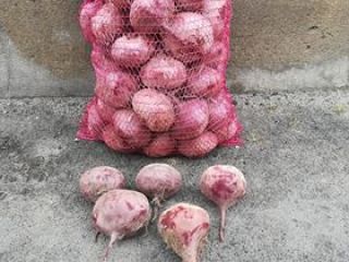 I will sell beetroot WODAN, caliber to be agreed,