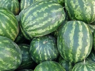 I sell watermelons wholesale, directly from the field, Brăila
