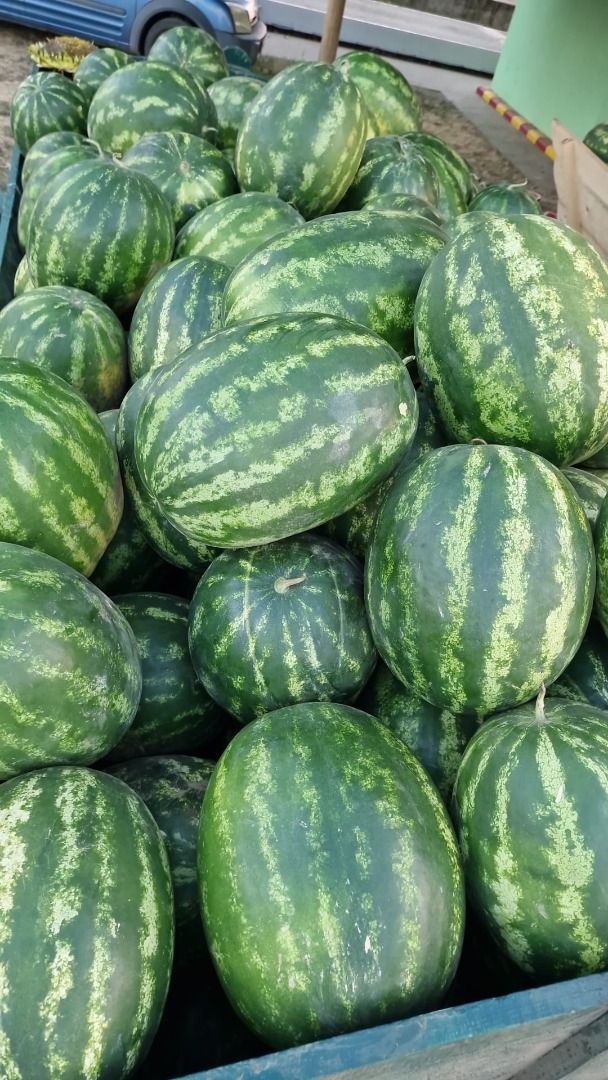 I sell watermelons wholesale, directly from the field, Brăila County