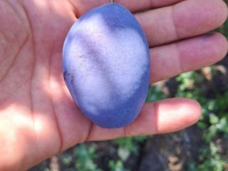 300 Tons of Fresh Stanley Plums for Sale I