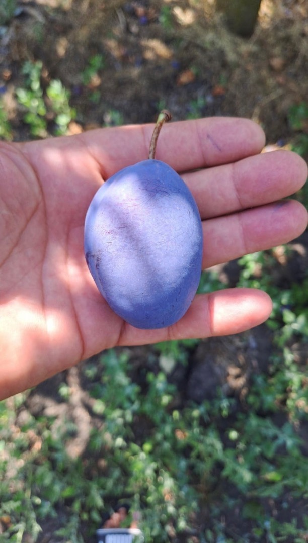 300 Tons of Fresh Stanley Plums for Sale I am offering 300 tons of fresh Stanley plums, directly from our orchard in Moldova