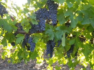 Table grapes - mainly Coarna Regala Romanianască with large