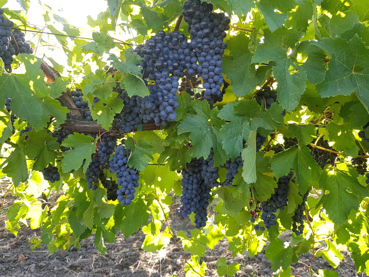Table grapes - mainly Coarna Regala Romanianască with large berries - black fff ripe - and those for wine and tuica - Tamaioasa, Resling, Otonel, Feteasca
