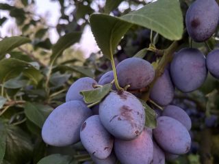 I have a large quantity of Topking plums for