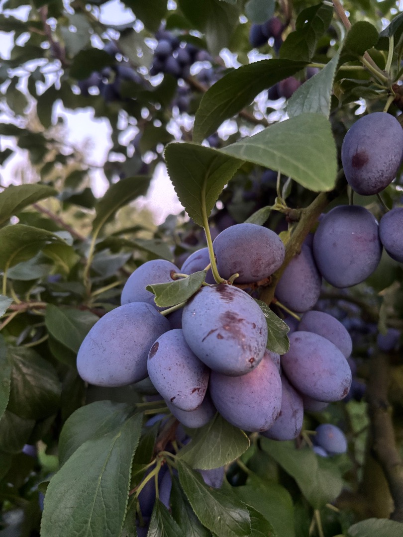 I have a large quantity of Topking plums for sale