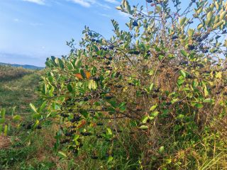 I sell certified organic aronia, Prahova area. Quantity 5