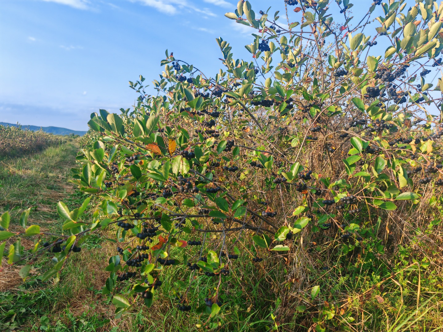 I sell certified organic aronia, Prahova area