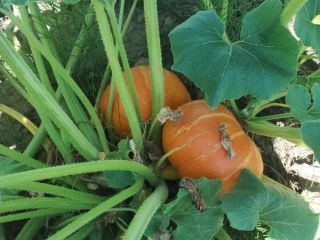 Hello, I have 6 tons of Hokkaido pumpkins, Uhiki
