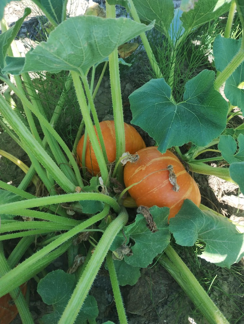 Hello, I have 6 tons of Hokkaido pumpkins, Uhiki Kuri variety, and 8 shades of Amoro pumpkins
