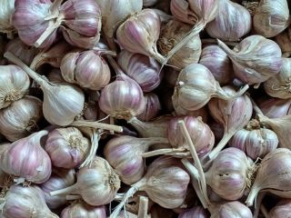 Harnaś garlic from this year's harvest. PLN 8/kilo industrial
