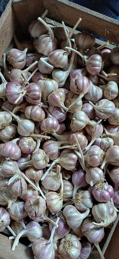 Harnaś garlic from this year's harvest