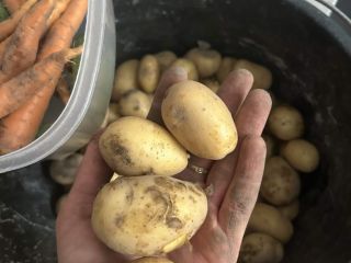 Hello, I am selling young potatoes, early Mariola variety,