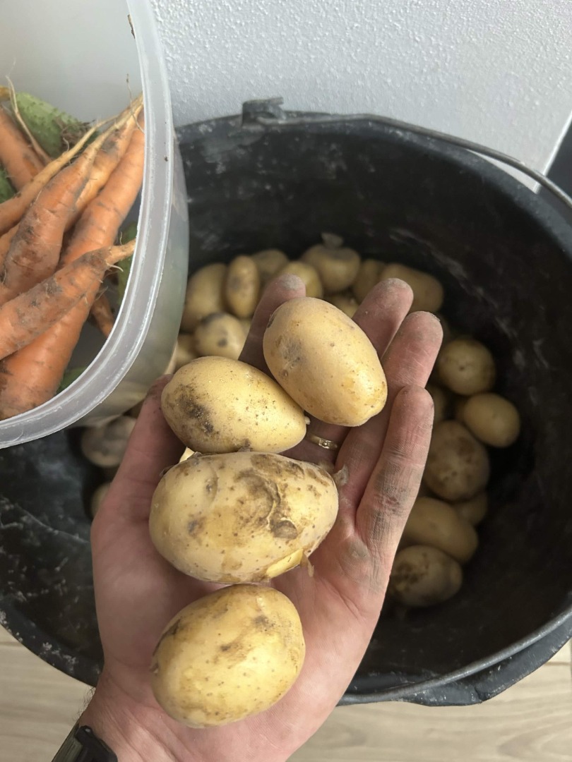 Hello, I am selling young potatoes, early Mariola variety, yellow, tasty