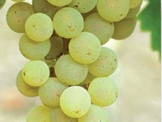 I sell Italian Riesling and Župljanka grapes. Contact number: