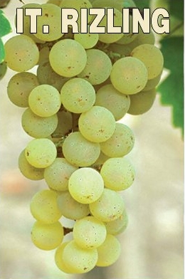 I sell Italian Riesling and Župljanka grapes