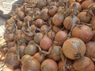 Onions for sale 45+ | Bag | Majka |