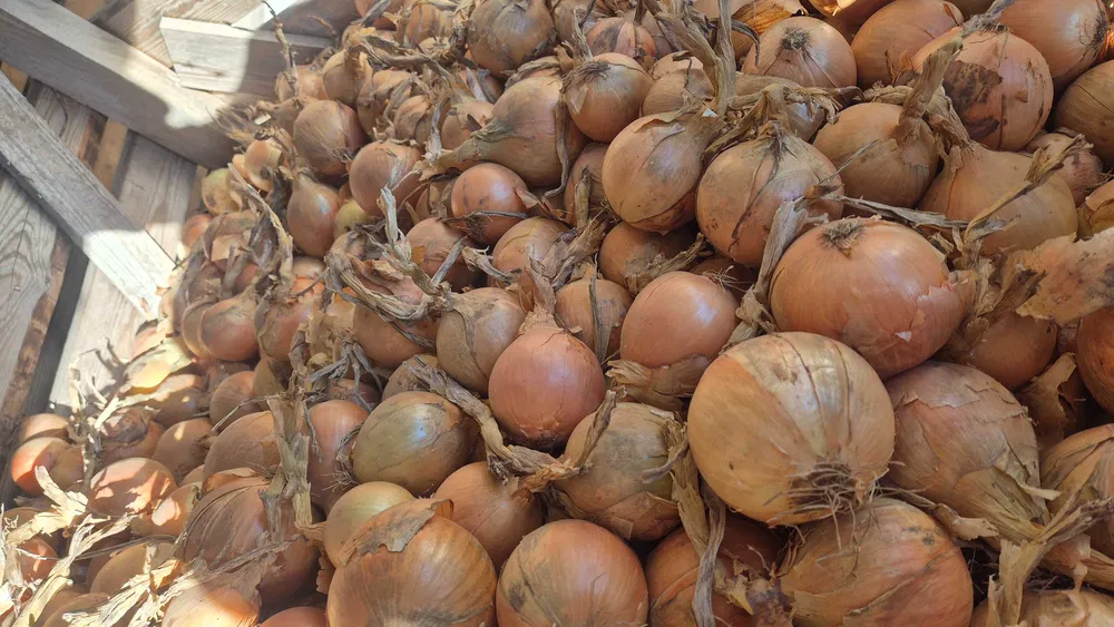 Onions for sale 45+ | Bag | Majka | Delta Gigant | Strong peel | Truckloads of yellow onions for sale