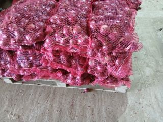 For sale: Stuttgarter yellow onion, freshly packed in 20