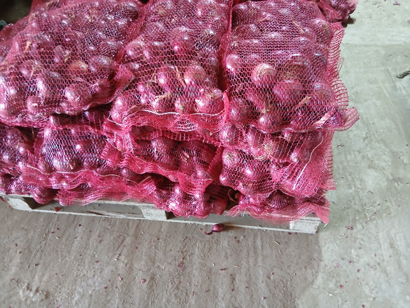 For sale: Stuttgarter yellow onion, freshly packed in 20 kg bags, and Red Karmen red onion in 10 kg bags