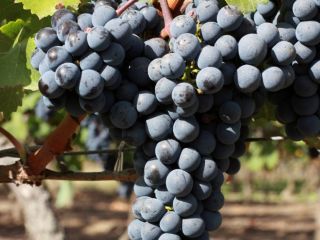 I sell Cabernet Sauvignon (grapes) - Premium Quality