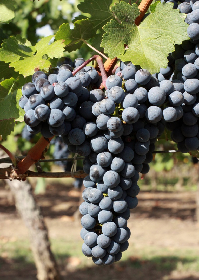 I sell Cabernet Sauvignon (grapes) - Premium Quality