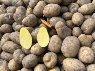 Agria potatoes, Washed/Unwashed, origin Holland. Packaging: 10/15/20/25kg bags or