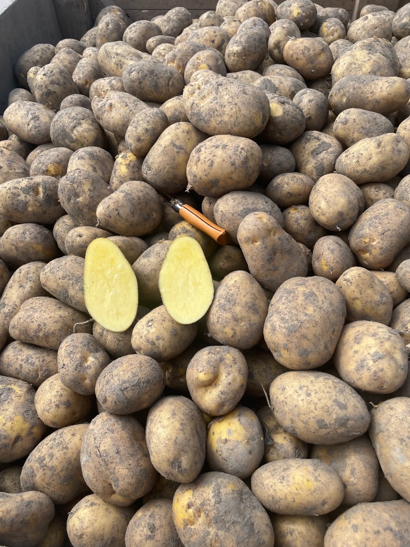Agria potatoes, Washed/Unwashed, origin Holland