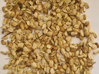 Hello, I have for sale angelica seeds (angelica archangelica