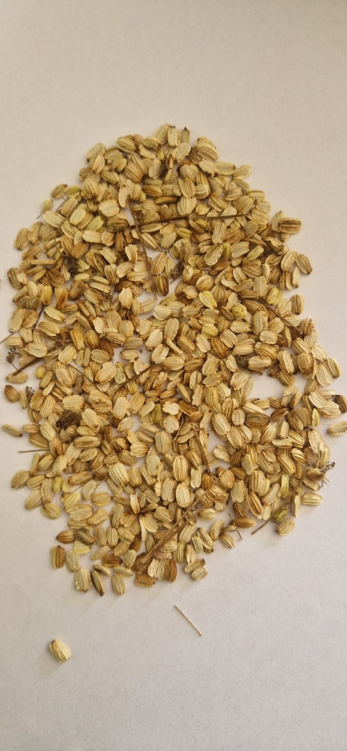 Hello, I have for sale angelica seeds (angelica archangelica seeds) hand-harvested this year (2026)