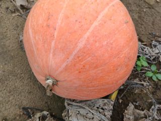 I will sell pumpkins of the Otylia variety, whole