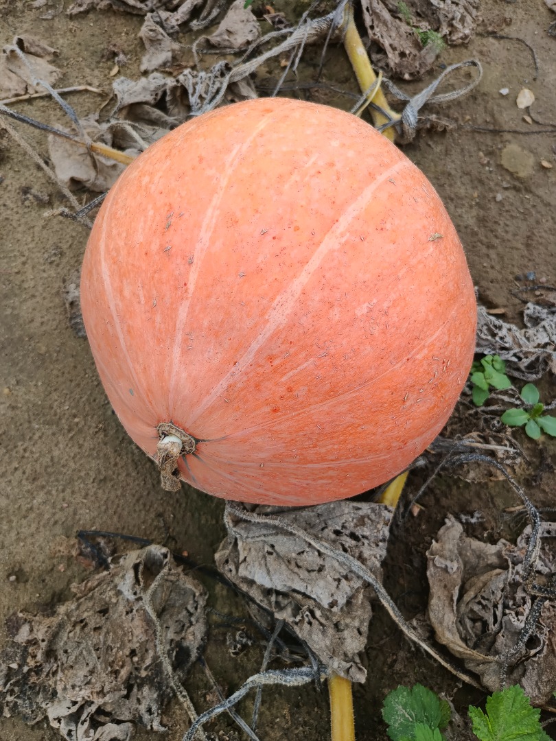 I will sell pumpkins of the Otylia variety, whole or cut into half-moons